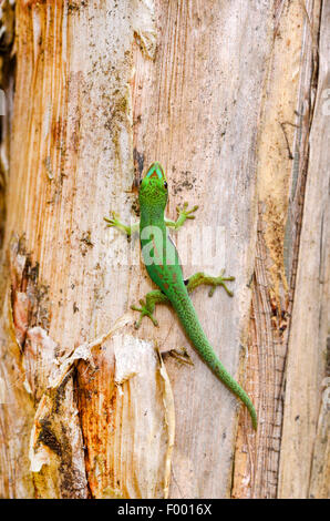 Giorno rivestito gecko, Striped giorno Gecko (Phelsuma dorsivittata, Phelsuma lineata), su un tronco di palma, Madagascar, Diana , Montagne d┤Ambre Parco Nazionale Foto Stock