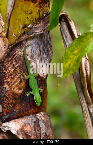 Giorno rivestito gecko, Striped giorno Gecko (Phelsuma dorsivittata, Phelsuma lineata), testa prima su un tronco di palma, Madagascar, Diana , Montagne d┤Ambre Parco Nazionale Foto Stock