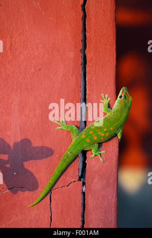 Madagascar giorno gigante gecko (Phelsuma madagascariensis grandis, Phelsuma grandis), si arrampica su una parete rossa, Madagascar, Diana Foto Stock