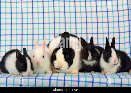 Netherland Dwarf (oryctolagus cuniculus f. domestica), quattro coniglietti con la loro madre Foto Stock