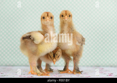 Brahma, Brahma pollo (Gallus gallus f. domestica), 16 giorni di Brahma pulcini Foto Stock