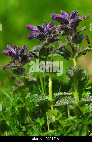 Bartsia alpina (Bartsia alpina), fioritura, Austria, Tirolo, Lechtaler Alpen Foto Stock