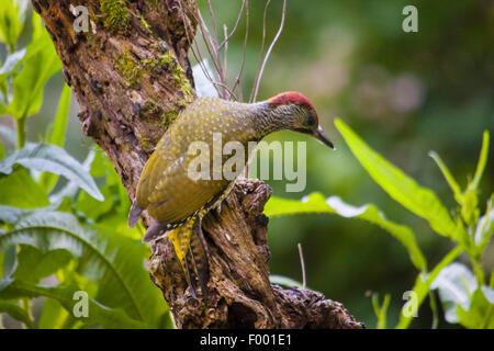 Picchio verde (Picus viridis), giovane picchio verde sui mangimi, Svizzera, Sankt Gallen Foto Stock