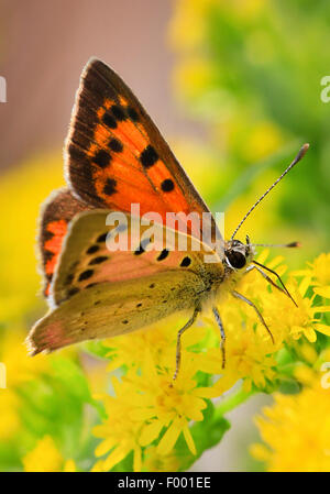 Piccola di rame (Lycaena phlaeas, Chrysophanus phlaeas), aspirando il nettare sui fiori gialli, Germania Foto Stock