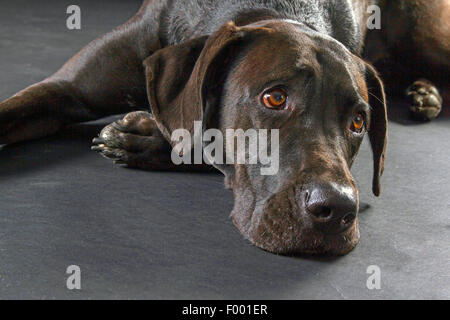 Il Labrador Retriever (Canis lupus f. familiaris), nero con capelli Labrador Retriever lyingon pavimento, ritratto Foto Stock