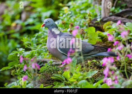 Il Colombaccio ( Columba palumbus), sui mangimi, Svizzera, Sankt Gallen Foto Stock