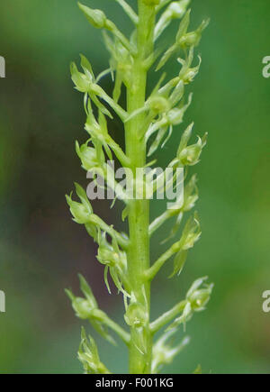 Single-lasciava bog orchid, one-lasciava malaxis,bianco del sommatore-bocca (Malaxis monophyllos), fiori, Austria, Tirolo, Lechtaler Alpen Foto Stock