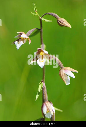 Elleborina palustre (Bergonii palustris), fioritura, in Germania, in Baviera, Alta Baviera, Baviera superiore Foto Stock