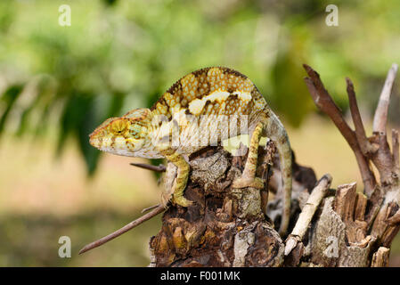 Panther chameleon (Furcifer pardalis, Chamaeleo pardalis), maschio su deadwood, Madagascar, Nosy Be, Lokobe Reserva Foto Stock