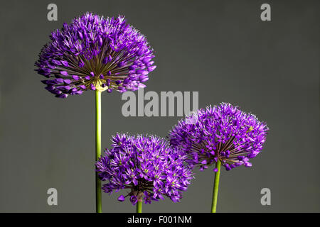 Persiano gigante allium (Allium aflatunense 'viola sensazione', Allium 'viola sensazione', Allium viola sensazione), infiorescenze Foto Stock