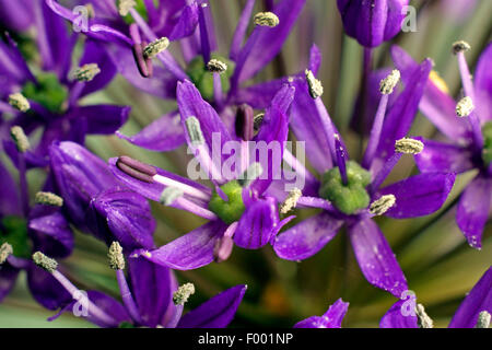 Persiano gigante allium (Allium aflatunense 'viola sensazione', Allium 'viola sensazione', Allium viola sensazione), vicino di fiori Foto Stock