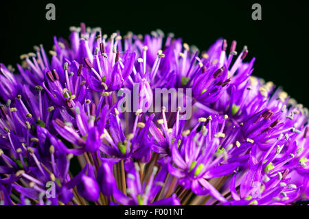 Persiano gigante allium (Allium aflatunense 'viola sensazione', Allium 'viola sensazione', Allium viola sensazione), vicino di fiori Foto Stock