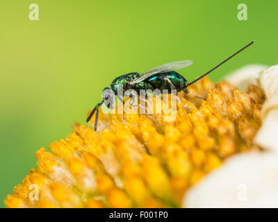 Chalcid wasp (Torymus laetus), Femmina sui fiori appassiti di oxeye daisy (Leucanthemum vulgare, Germania Foto Stock