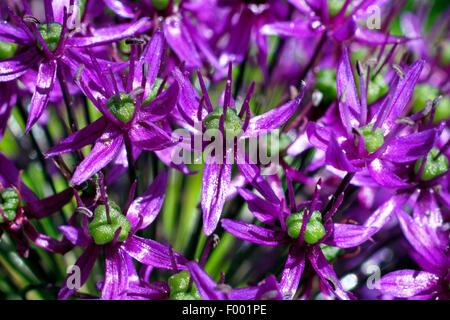 Persiano gigante allium (Allium aflatunense 'viola sensazione', Allium 'viola sensazione', Allium viola sensazione), vicino di fiori Foto Stock