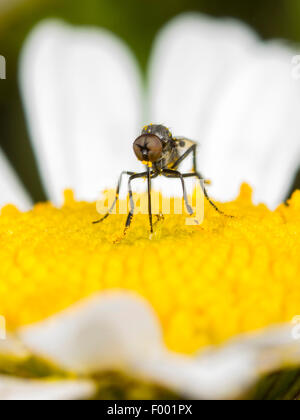 Dancing fly (Hilara galactoptera), Hilara galactoptera rovistando su Oxeye Daisy (Leucanthemum vulgare), Germania Foto Stock