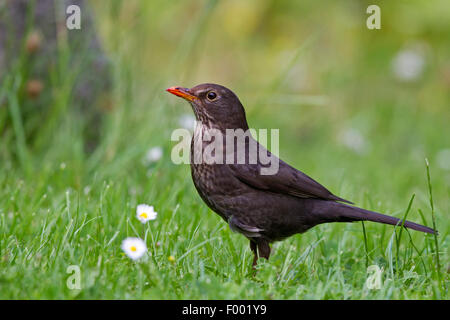 Merlo (Turdus merula), femmina in un prato, Germania, Meclemburgo-Pomerania Occidentale Foto Stock