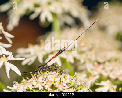 Gasteruptiid wasp (Gasteruption jaculator), femmina rovistando su comuni Hogweed (Heracleum sphondylium), Germania Foto Stock