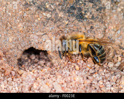 Bee-killer wasp, Bee-killer (Philanthus triangulum), dall'Unione Beewolf catturata femmina e paralizzato western miele delle api (Apis mellifera) a nido ingresso, Germania Foto Stock