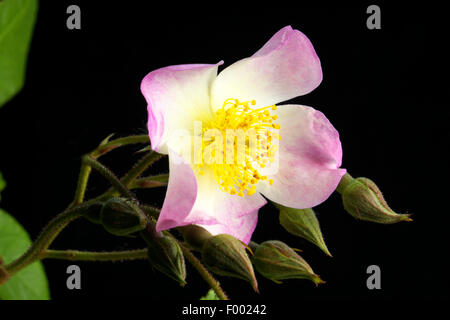 Rose ornamentali (Rosa "Francesco Lester', Rosa Francesco Lester), cultivar Rosa Francesco Lester Foto Stock