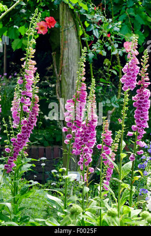 Foxglove comune, viola foxglove (Digitalis purpurea), che fiorisce in un giardino, Germania Foto Stock