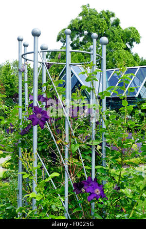 Clematis, vergini-bower (Clematis spec.), che fiorisce in un giardino con supporto di arrampicata Foto Stock