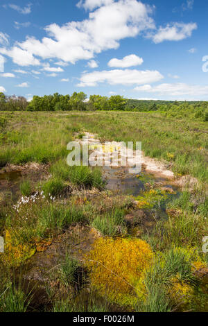 Foulshaw riserva naturale, una pianura sollevato bog in Sud Cumbria, Regno Unito, piantato dalla commissione forestale, anni fa, è ora in fase di ripristino alla sua precedente condizione. Foto Stock