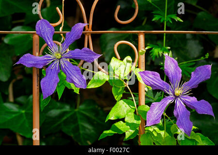 Clematis, vergini-bower (Clematis spec.), che fiorisce in un giardino con supporto di arrampicata Foto Stock