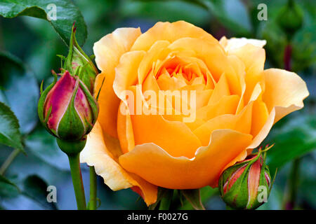 Rose ornamentali (Rosa "Graham Thomas Austin', Rosa Graham Thomas Austin), cultivar Graham Thomas Austin Foto Stock