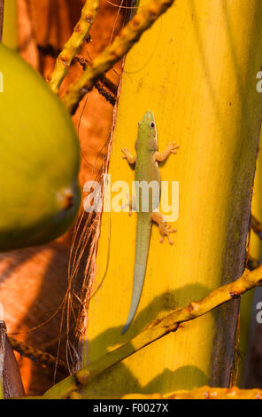 Giornata noiosa Gecko (Phelsuma dubia), si siede su un tronco di una palma, Madagascar, Diana Foto Stock