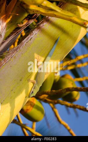 Giornata noiosa Gecko (Phelsuma dubia), si siede su un tronco di una palma, Madagascar, Diana Foto Stock