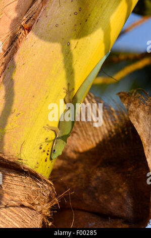 Giornata noiosa Gecko (Phelsuma dubia), si siede su un tronco di una palma, Madagascar, Diana Foto Stock