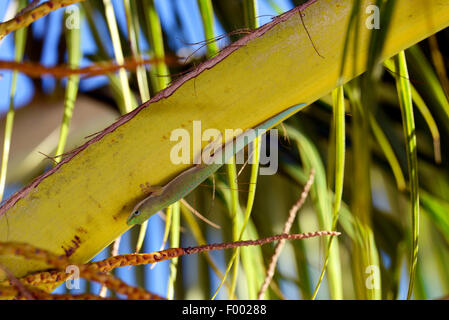 Giornata noiosa Gecko (Phelsuma dubia), si siede su un tronco di un palmo e guarda nella telecamera, Madagascar, Diana Foto Stock