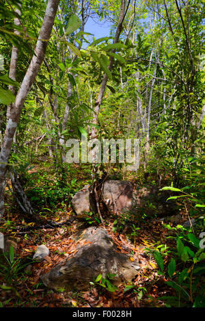 Foresta di pioggia a riserva di Lokobe, Madagascar, Nosy Be, Lokobe Reserva Foto Stock