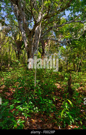 Foresta di pioggia a riserva di Lokobe, Madagascar, Nosy Be, Lokobe Reserva Foto Stock