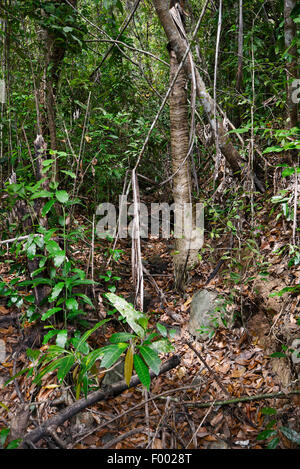 Foresta di pioggia a riserva di Lokobe, Madagascar, Nosy Be, Lokobe Reserva Foto Stock