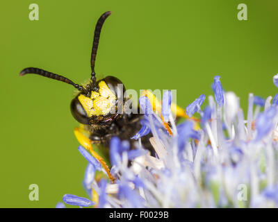 Ornato Tailed Digger Wasp (Cerceris rybyensis), maschio rovistando su Eryngo (Eryngium planum), Germania Foto Stock