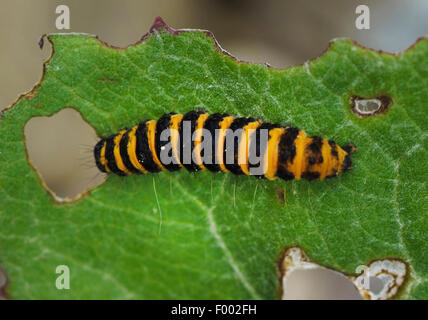 Il cinabro tarma (Tyria jacobaeae, Thyria jacobaeae), Caterpillar su una foglia coltsfoot, Germania Foto Stock