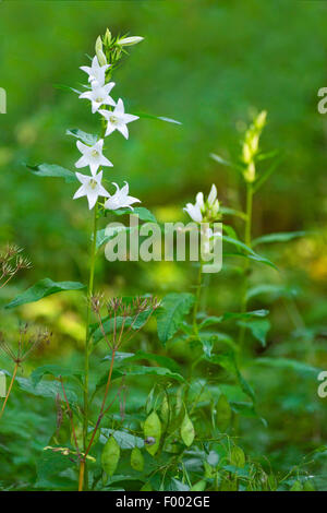 Campanula, grande campanula (Campanula latifolia), fioritura, in Germania, in Baviera, Alta Baviera, Baviera superiore Foto Stock