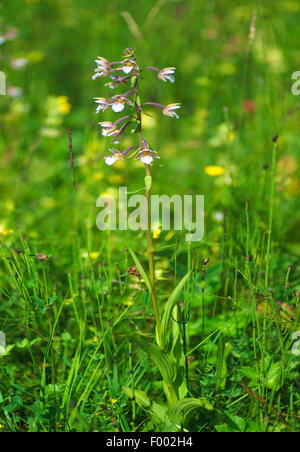 Elleborina palustre (Bergonii palustris), che fiorisce in un prato, in Germania, in Baviera, Alta Baviera, Baviera superiore Foto Stock