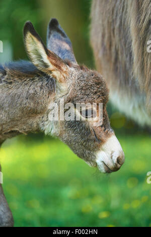 Asino domestico (Equus asinus asinus), il ritratto di un 8 ora fa i capretti, Germania Foto Stock