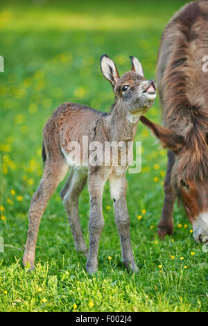 Asino domestico (Equus asinus asinus), la madre con il suo 8 ora fa i capretti, Germania Foto Stock