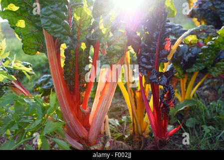 Foglie di barbabietola, bietole, bietole, Mangel (Beta vulgaris var. cicla, Beta vulgaris ssp. vulagris var. cicla.), fogliame della barbabietola in un orto, Austria, la Stiria Foto Stock