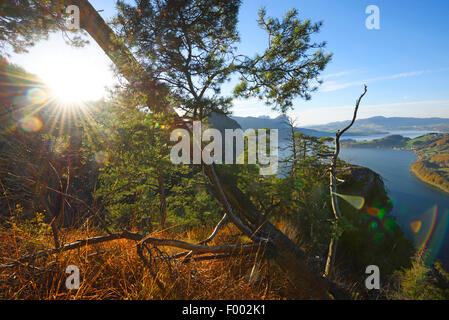 Pino silvestre, pino silvestre (Pinus sylvestris), alberi che crescono su una montagna vicino al lago Mondsee in autunno, Austria Austria Superiore Foto Stock