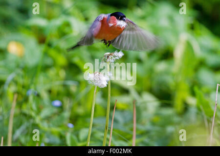 , Bullfinch ciuffolotto, bullfinch settentrionale (Pyrrhula pyrrhula), maschio con semi di tarassaco nella sua bill, Germania, Meclemburgo-Pomerania Occidentale Foto Stock