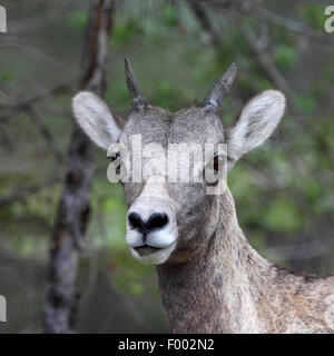 Bighorn, American bighorn, le pecore di montagna (Ovis canadensis), capretti ovini, ritratto, Canada, il Parco Nazionale di Banff Foto Stock