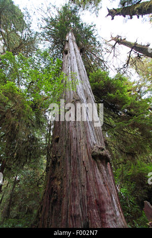 Douglas Fir (Pseudotsuga menziesii), lo stelo di un vecchio abete Douglas, Canada Vancouver Island, Sentiero nella foresta pluviale, Ucluelet Foto Stock