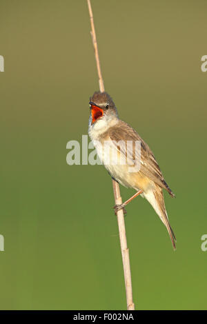 Grande reed trillo (Acrocephalus arundinaceus), maschio seduta a un reed culm e cantando, la Grecia, il lago di Kerkini Foto Stock