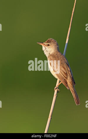 Grande reed trillo (Acrocephalus arundinaceus), maschio seduta a un reed culm, Grecia, il lago di Kerkini Foto Stock