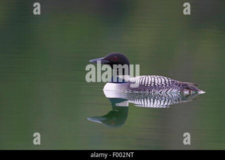 Great Northern diver (Gavia immer), nuoto loon, immagine speculare, Canada, il Parco Nazionale di Banff Foto Stock