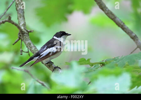 Semi-collare (flycatcher Ficedula semitorquata), maschio in una foresta di lecci, Bulgaria Foto Stock